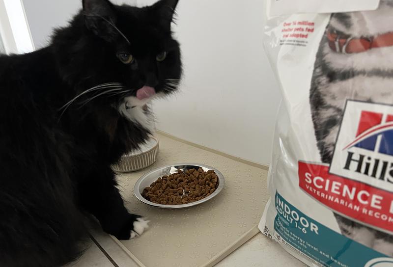 Kitty nom nom noms