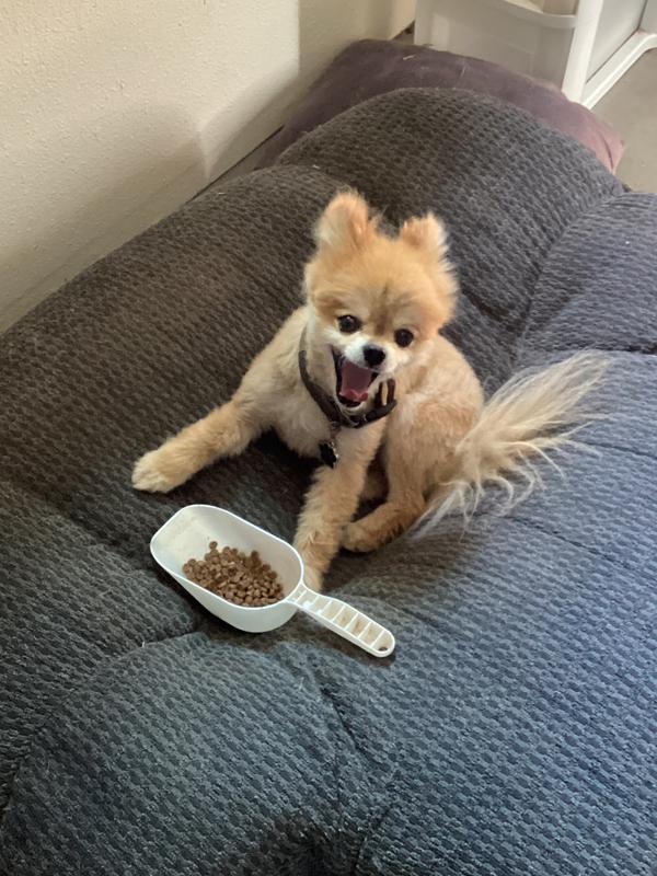 Pomeranian with scoop of food.