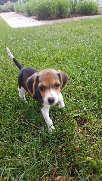 Puppy Chicken Brown Rice Recipe Hill's Science Diet