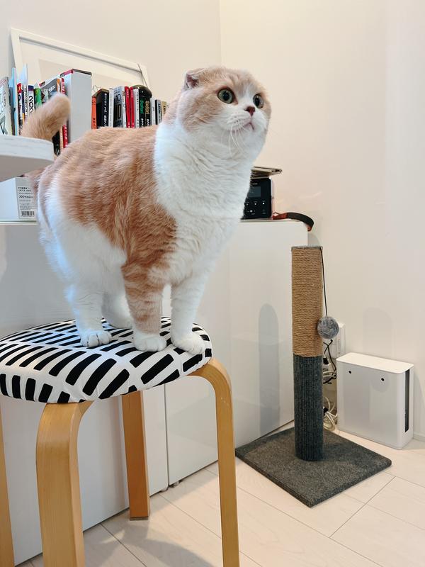 猫用 マルチケア＋消化サポート 成猫 1歳以上 サーモン入り | ヒルズ