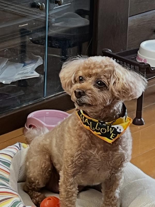 犬用〉i/d アイディー 小粒 ドライ | ヒルズ プリスクリプション