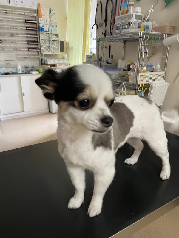 メタボリックス 小型犬用 ドライフード メタボリックス 小粒 チキン 体重管理 犬用 特別療法食 ドッグフード