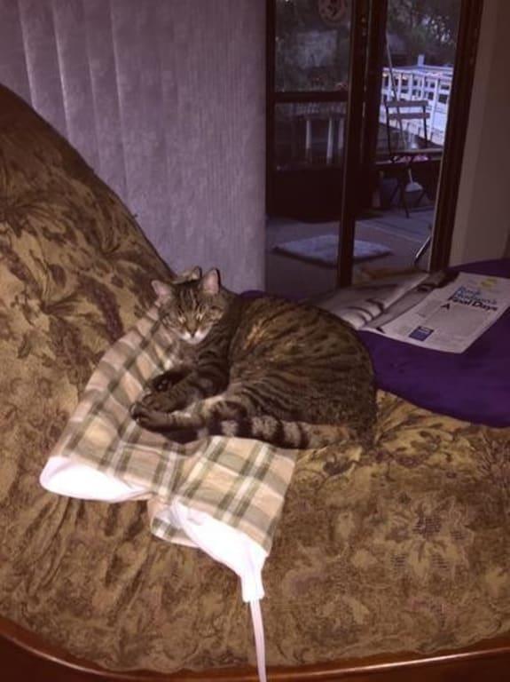 GEORGIA NAPPING ON THE HEATING PAD