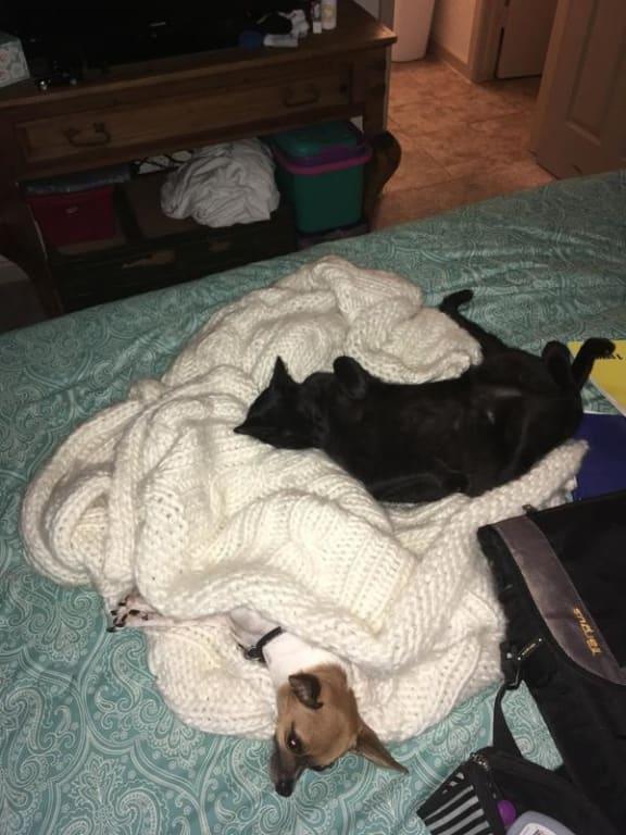 Keeping the dog warm