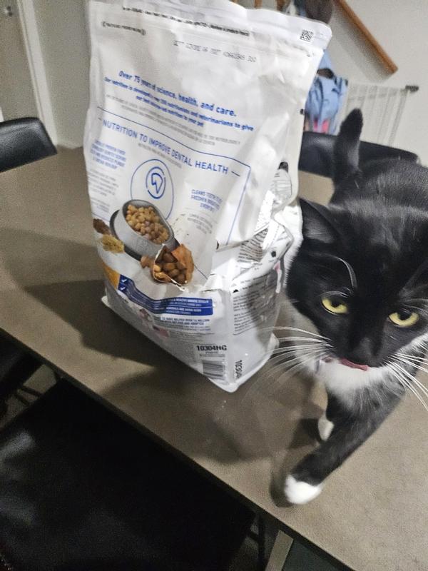 Cat food