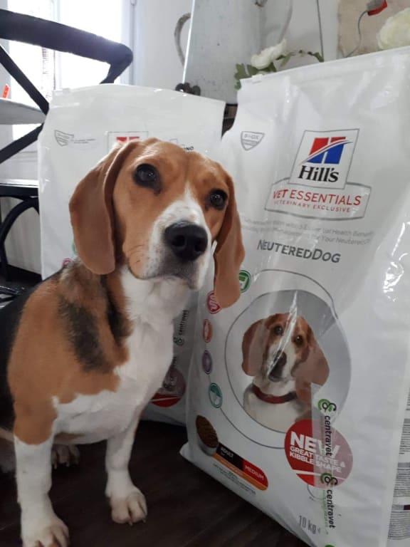 Vet essentials on sale neutered dog medium