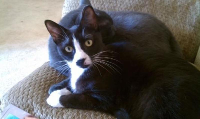 Our Tux cat and Blue-Grey cat ...