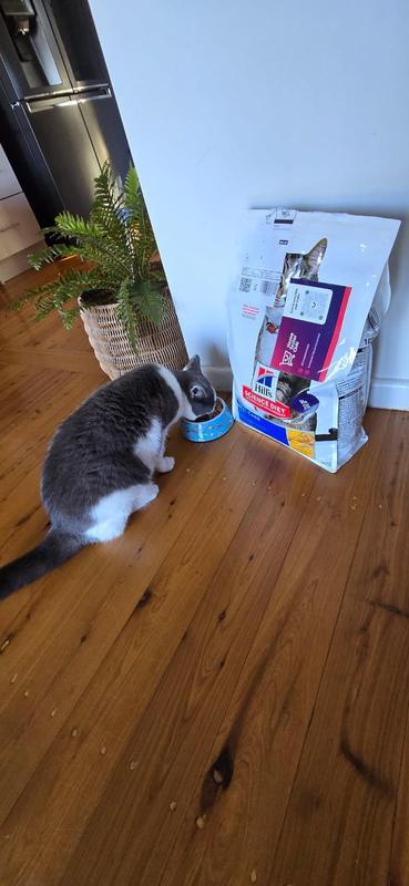 healthy cat food