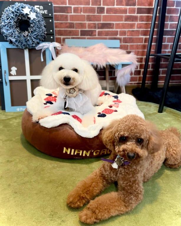 アダルト 1～6歳 小粒 成犬用 チキン | ヒルズ サイエンス・ダイエット