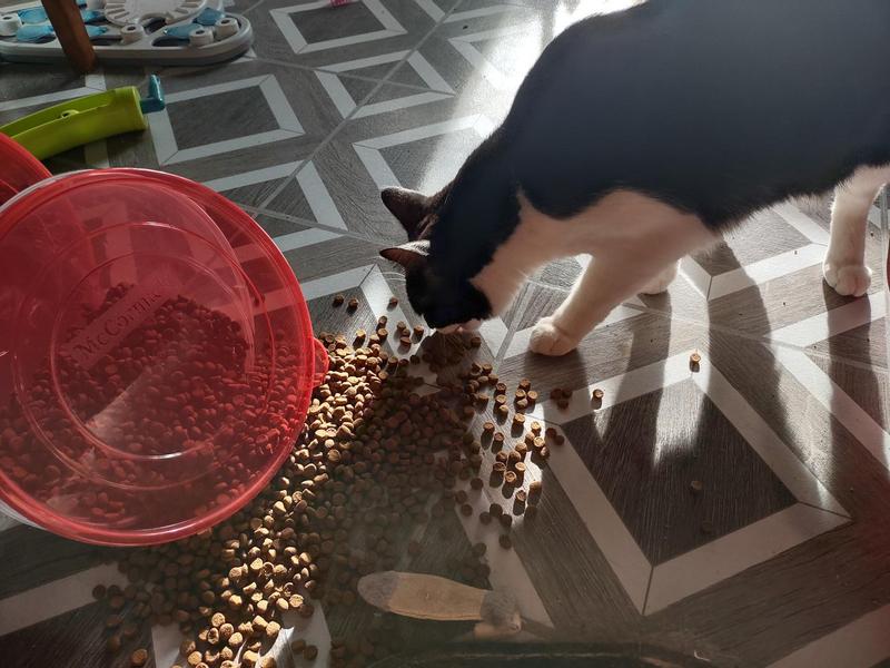 Ivy has figured out how to tip over and pull open the container to feed herself.