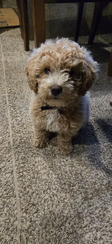 Buddy