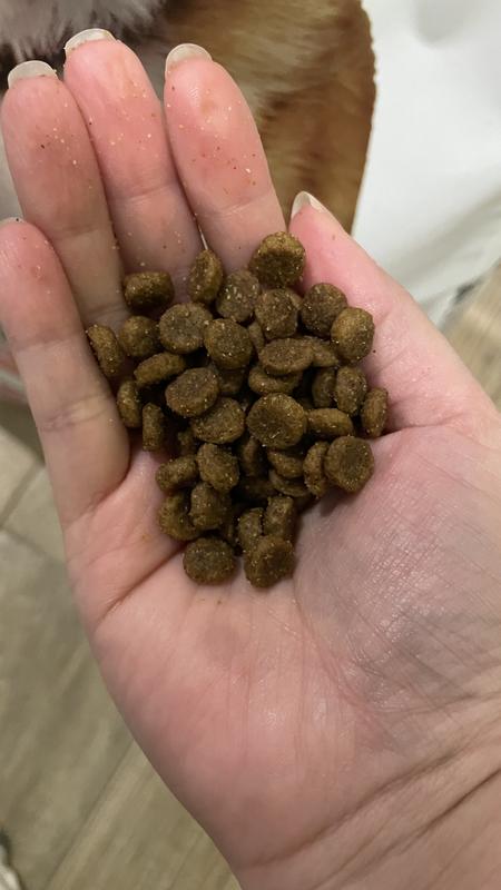 Perfect size for little dogs