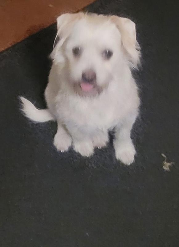 Happy Pooch!