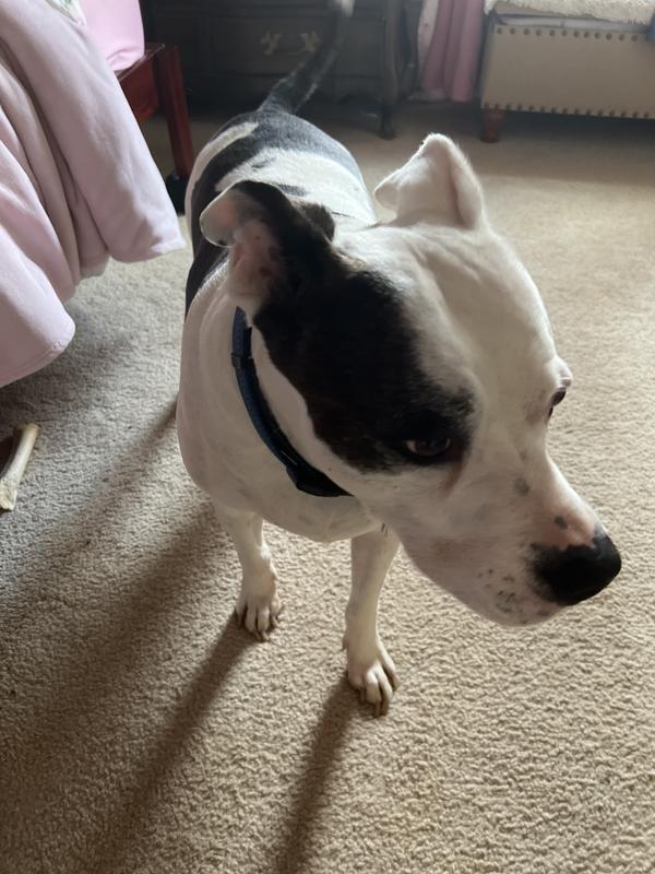 Charlie