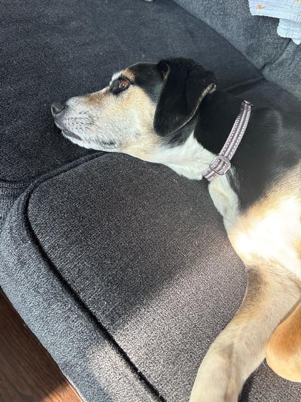 Content Dog after eating