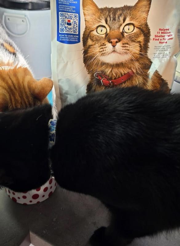 Hill's Science Diet - Adult Indoor Dry Cat Food