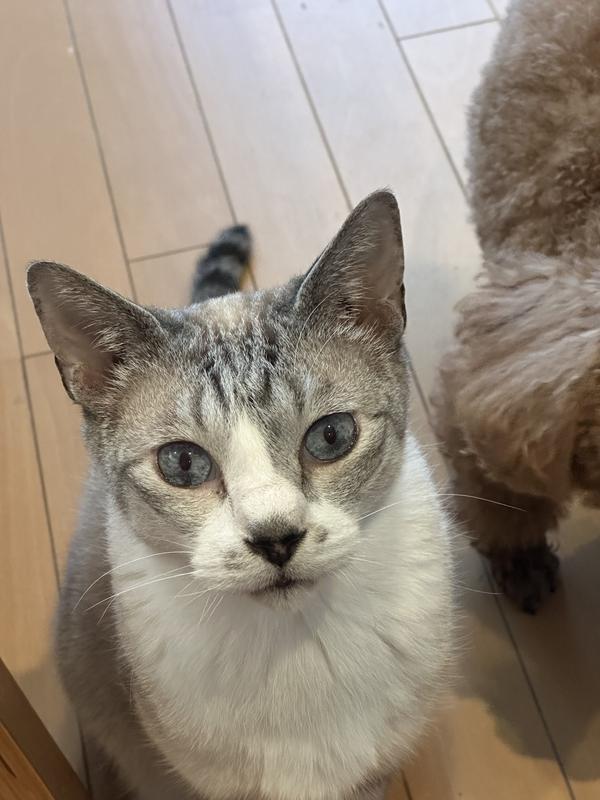 猫用〉k/d ケイディー 早期アシスト チキン入り ドライ | ヒルズ