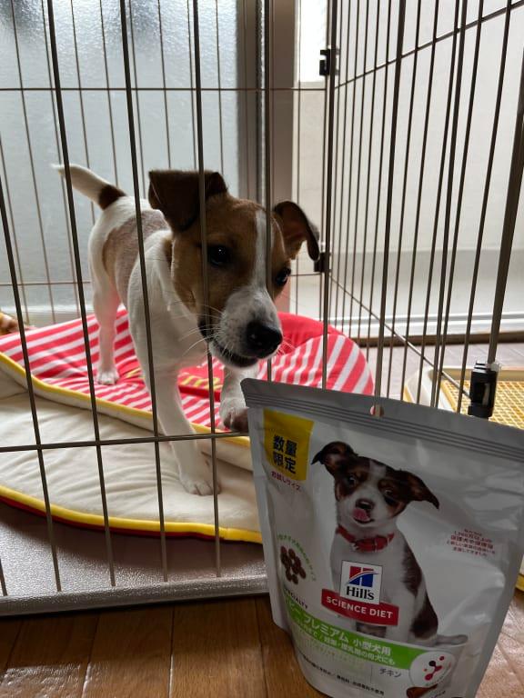 パピープレミアム 小型犬用 12ヶ月まで 妊娠・授乳期の母犬にも チキン