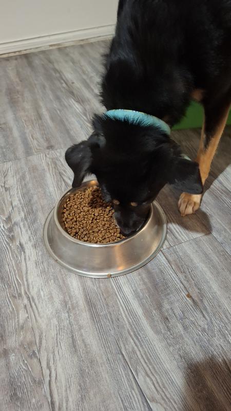 Murphy loves the small kibble