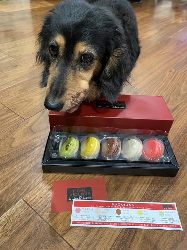 犬用〉エナジーアシスト ドライ | ヒルズ プリスクリプション