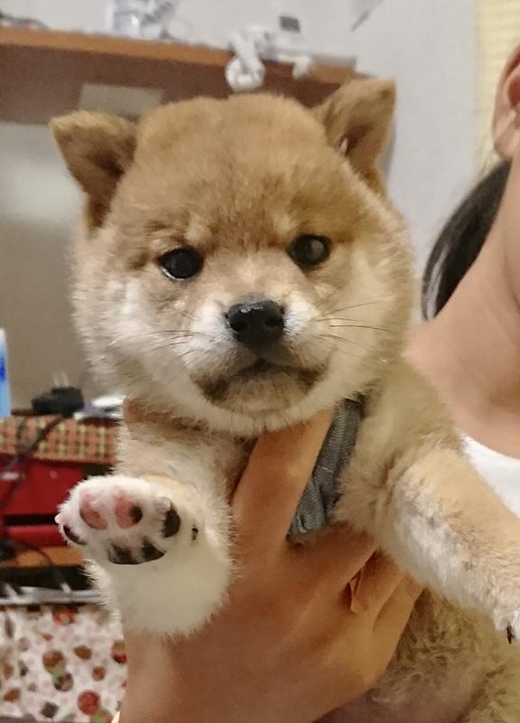 犬用〉メタボリックス 小粒 ドライ | ヒルズ プリスクリプション