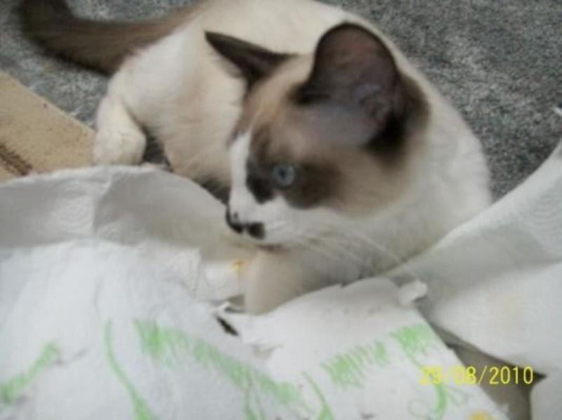 My Snowshoe cat