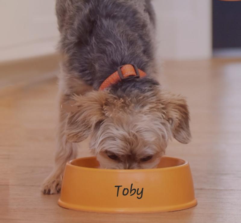 Toby's food trial