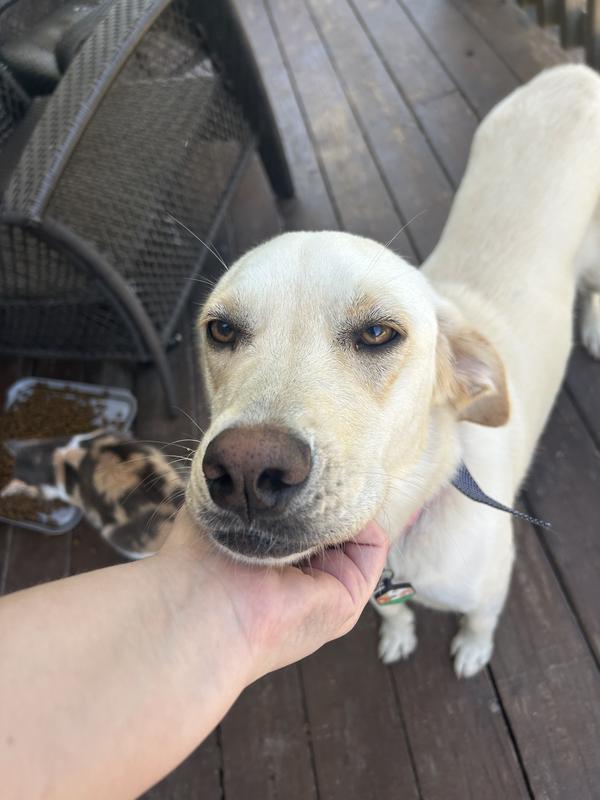 Dog loves science diet