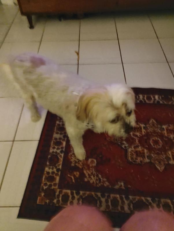 Happy puppy