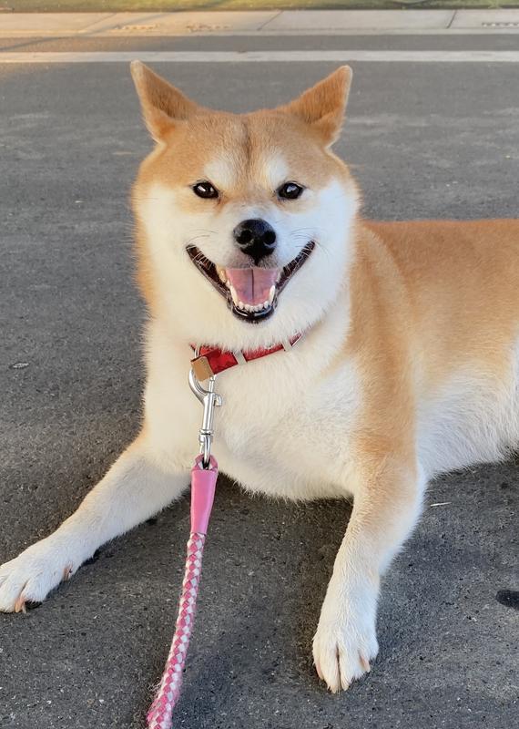 犬用〉メタボリックス 小粒 ドライ | ヒルズ プリスクリプション