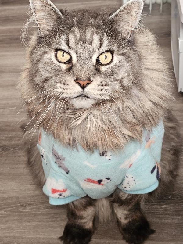 Cat begging for cookies