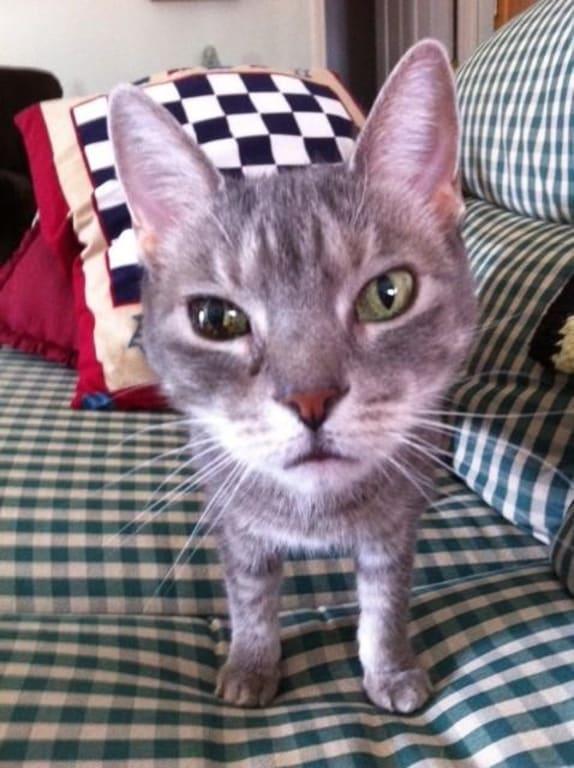 Kennedy (also know as The Orphan)