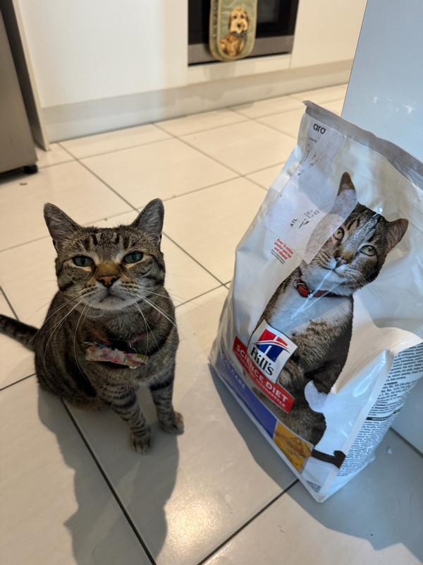 Happy Kitten