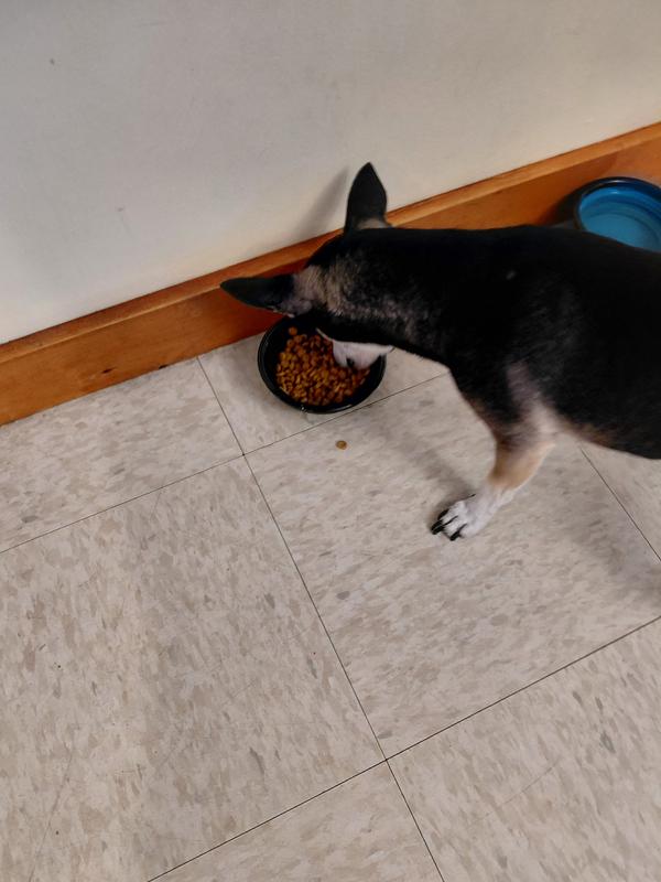 Sparky's new food