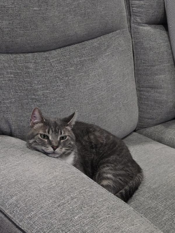 How he lays when on my husband's seat on the sofa.