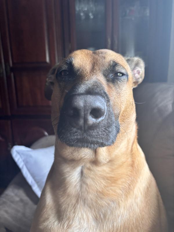 Picky dog