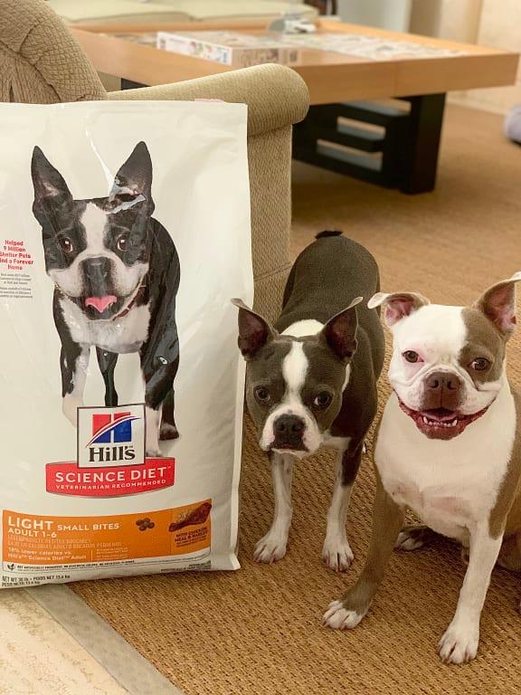 Science diet shop boston terrier