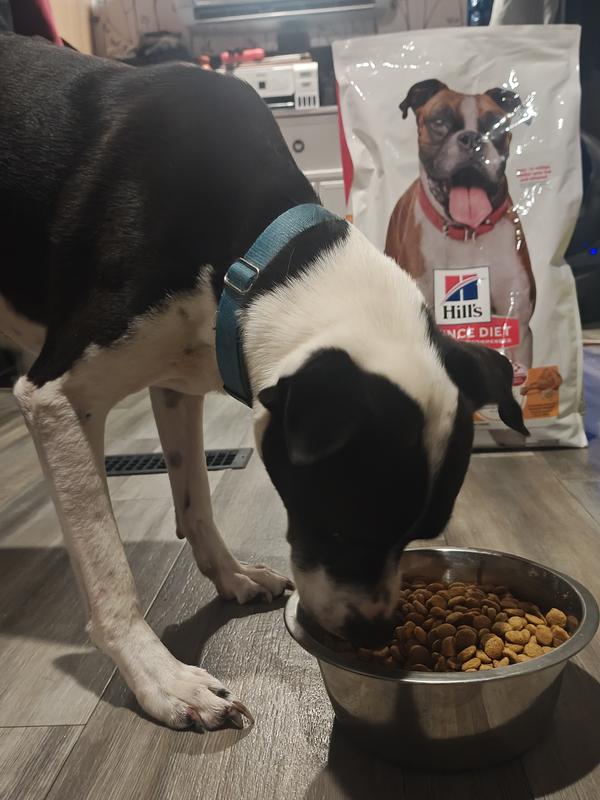 Pongo enjoying the food!