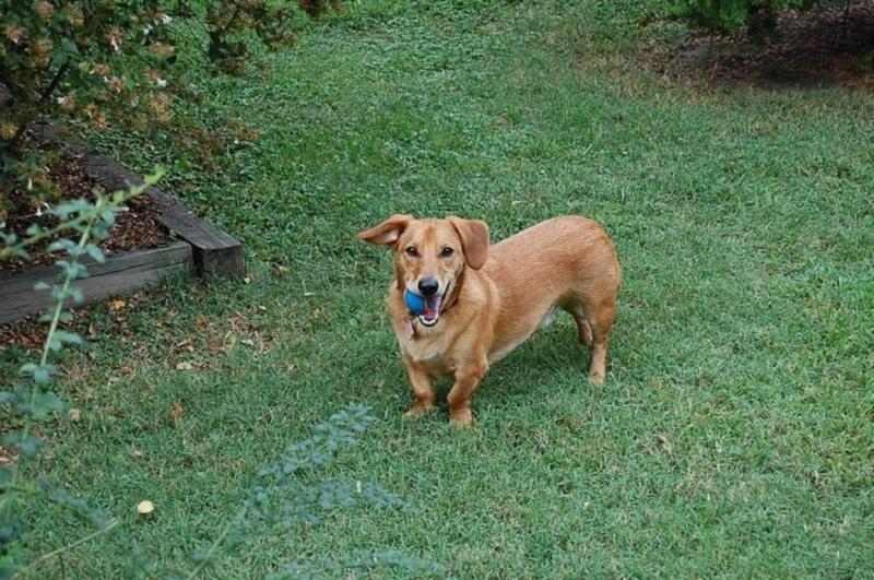 Gunther with favorite ball