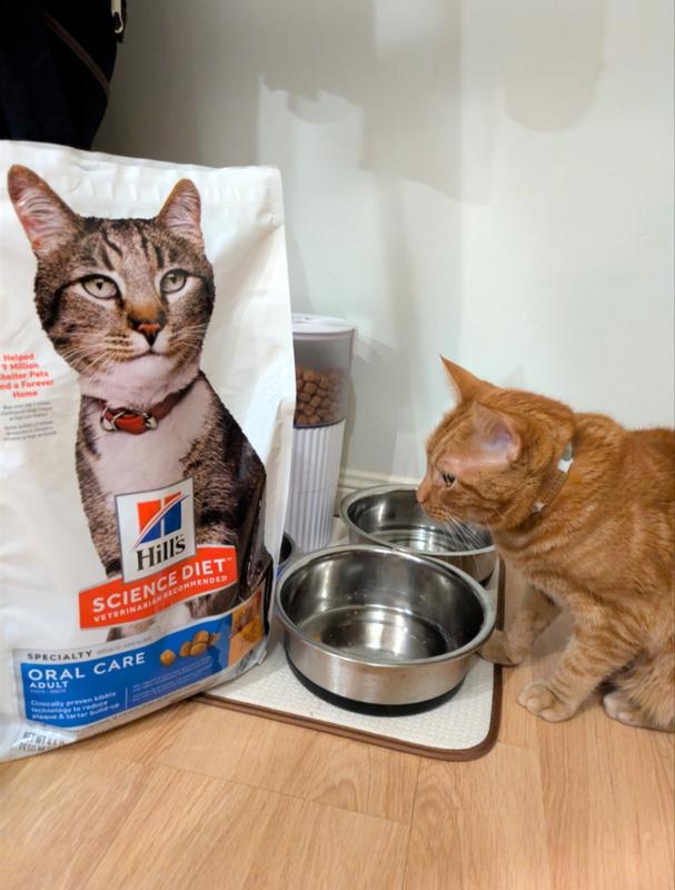 Orange cat looking for more food