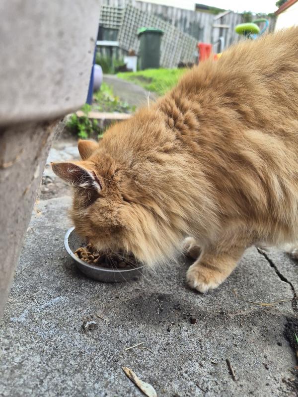 Chow time