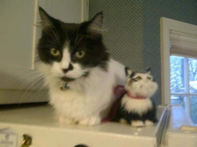 great perch for swooping into a fresh dish of w/d