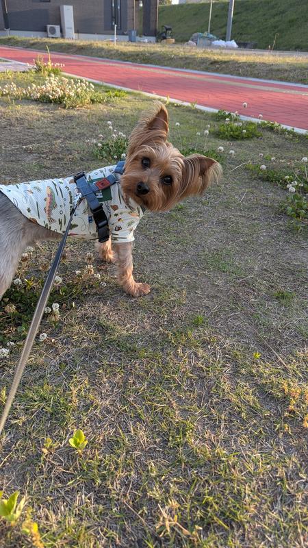 小型犬用 マルチケア＋デンタル（避妊・去勢後にも） 小粒 成犬 1歳