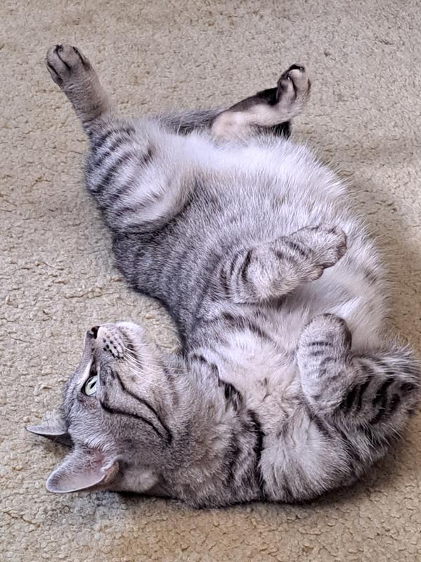 猫用 マルチケア＋消化サポート 成猫 1歳以上 サーモン入り | ヒルズ