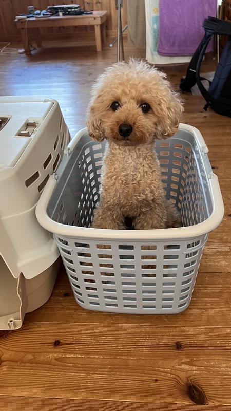 犬用〉c/d シーディー マルチケア 小粒 ドライ | ヒルズ プリスク