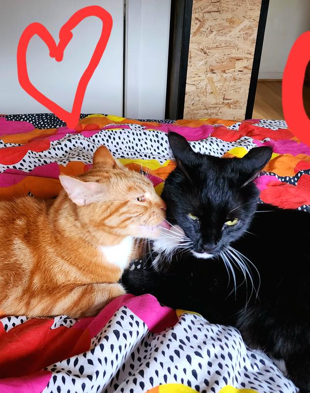 Love is in the air