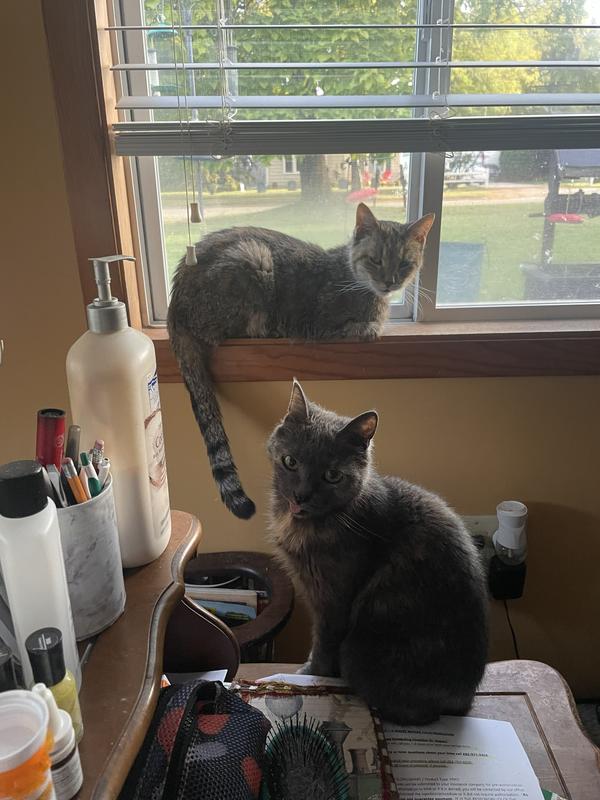 Our Girls Pepper in widow and Shadow up front