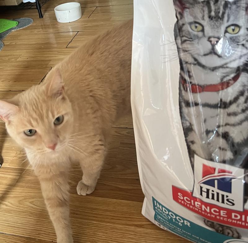 My cat with product