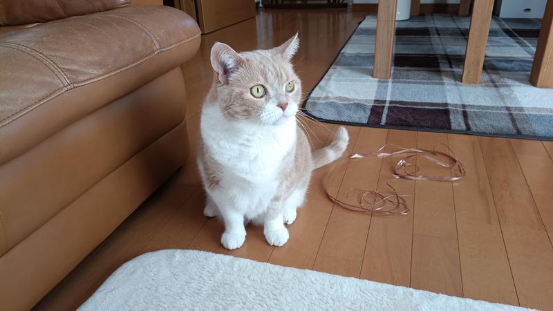シニア 7歳以上 高齢猫用 まぐろ | ヒルズ サイエンス・ダイエット