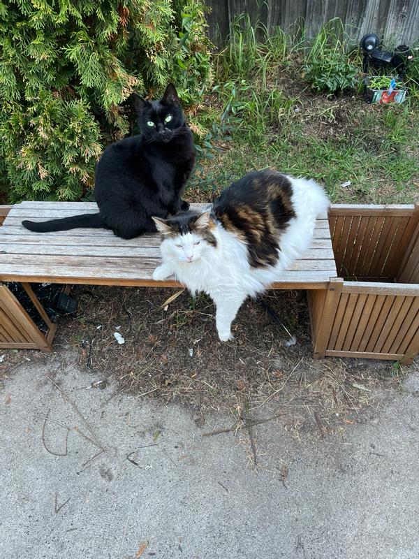 Duchess and the princess